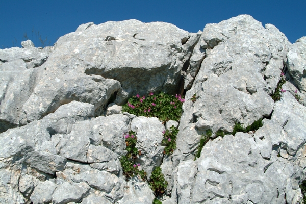 Balconata di Geranium macrorrhizum a 1850 m.